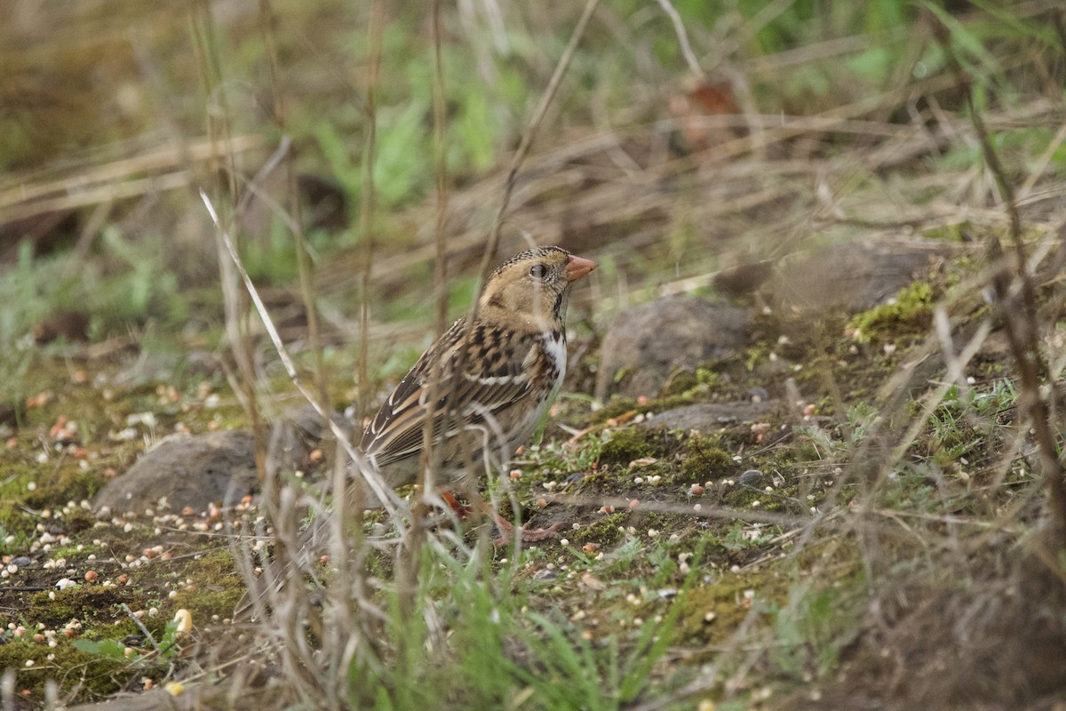 Harris's Sparrow - ML647009815