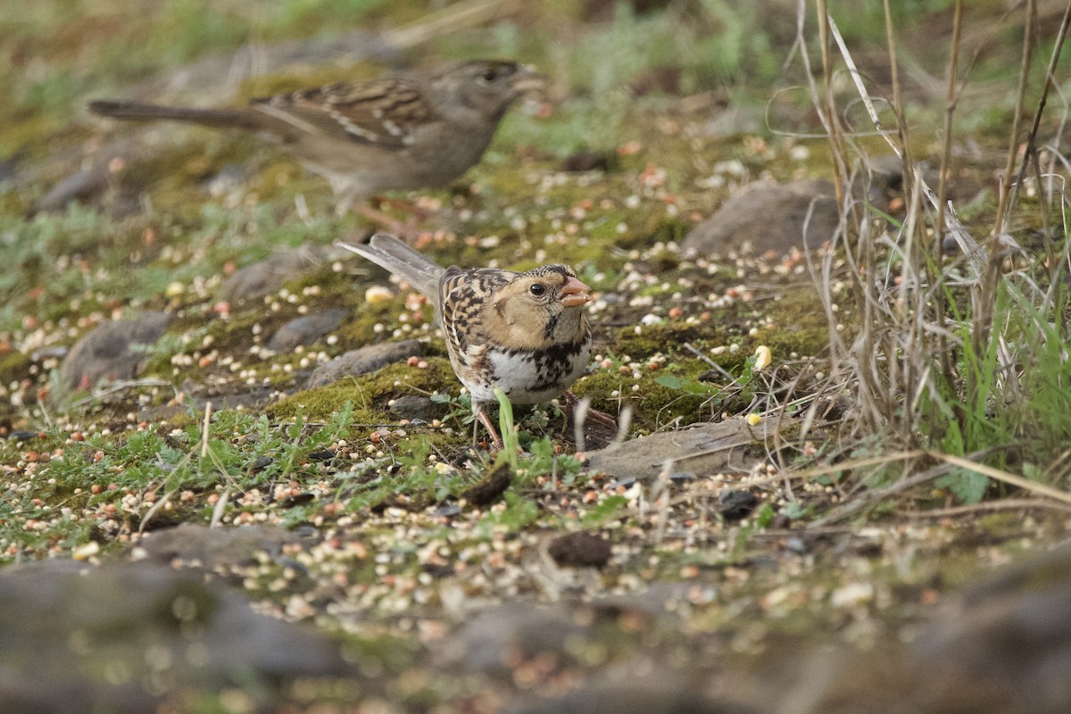 Harris's Sparrow - ML647009816