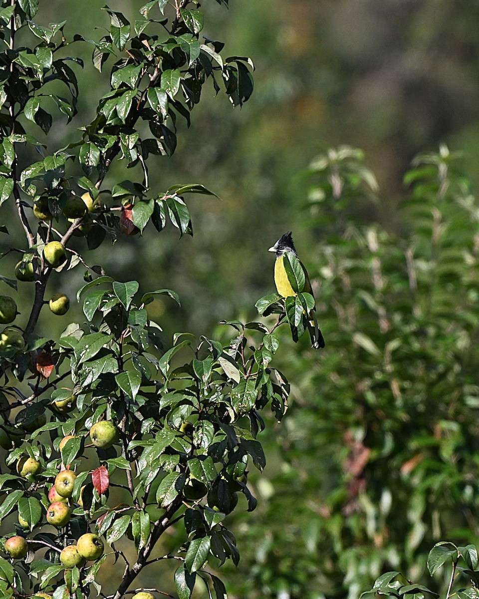 カンムリカヤノボリ - ML647009833