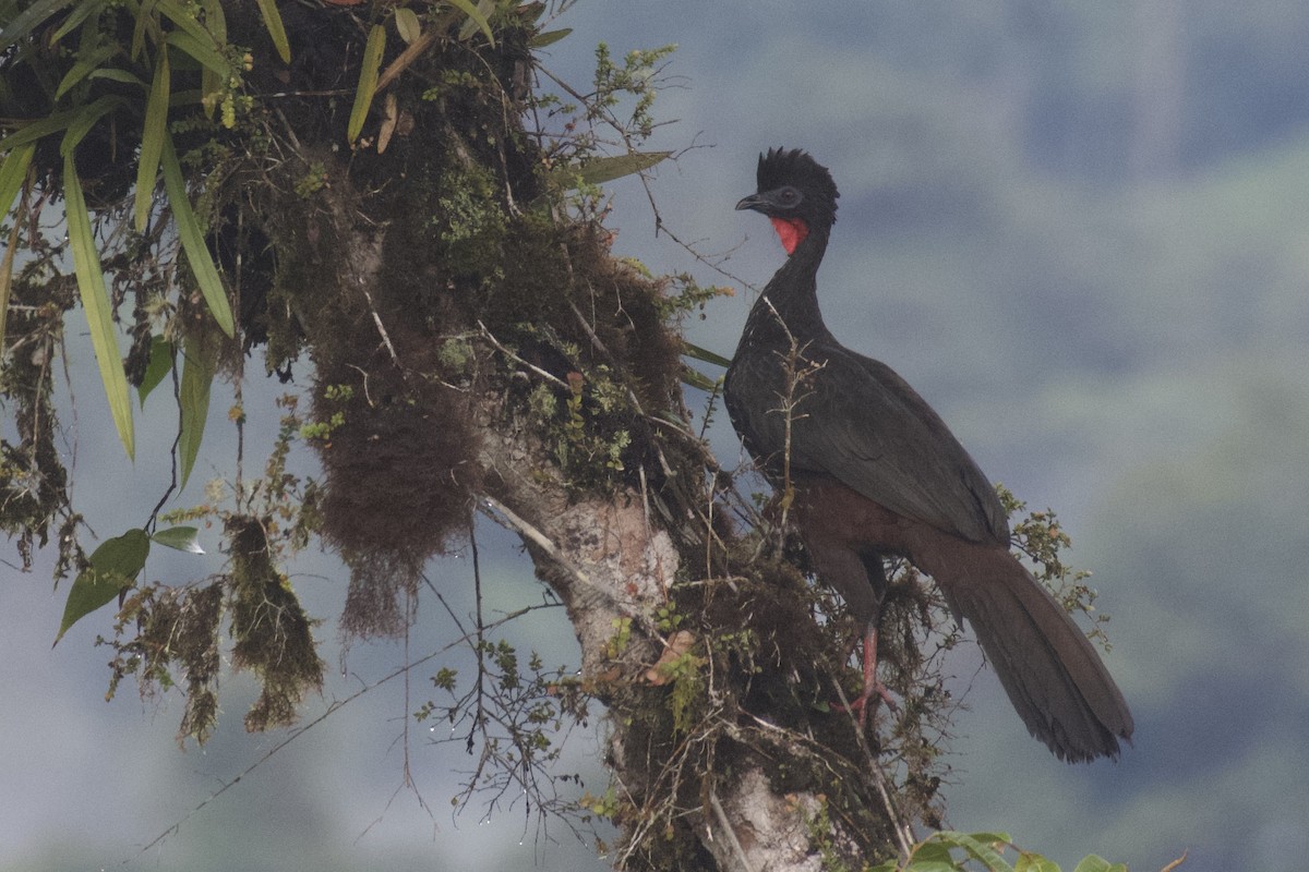 Crested Guan - ML647009837