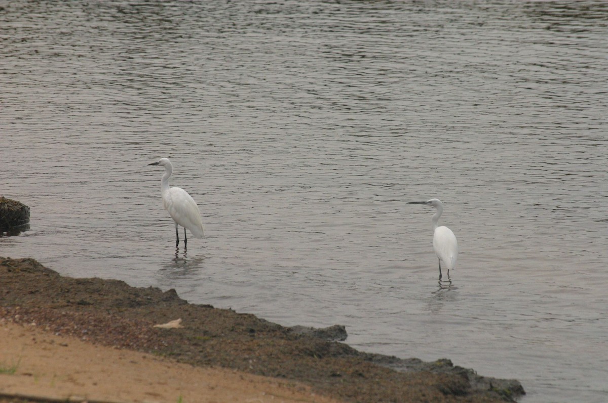 Little Egret - ML647009838