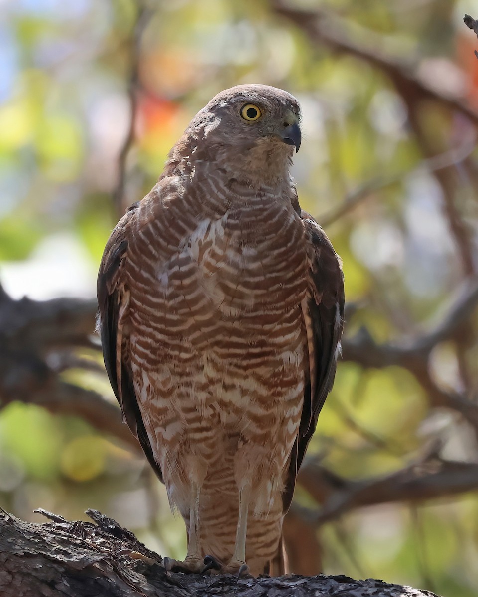 Ошейниковый перепелятник - ML647009845