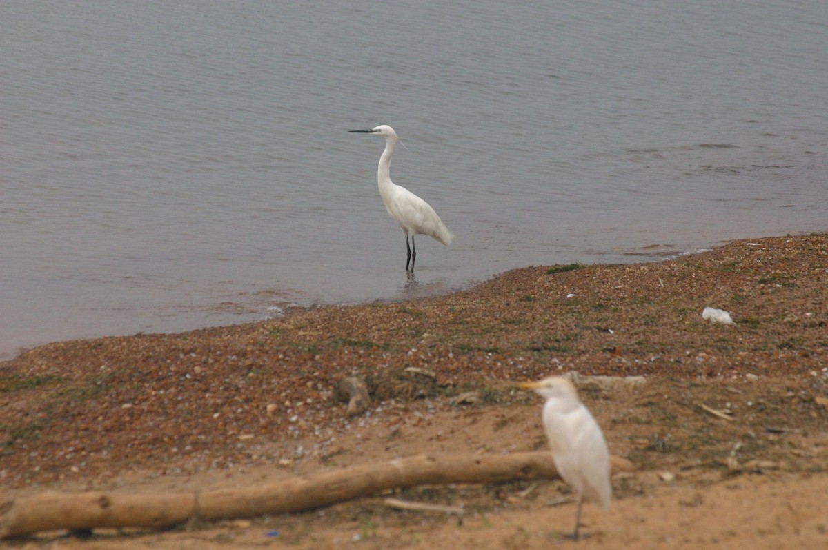 Western Cattle-Egret - ML647009846