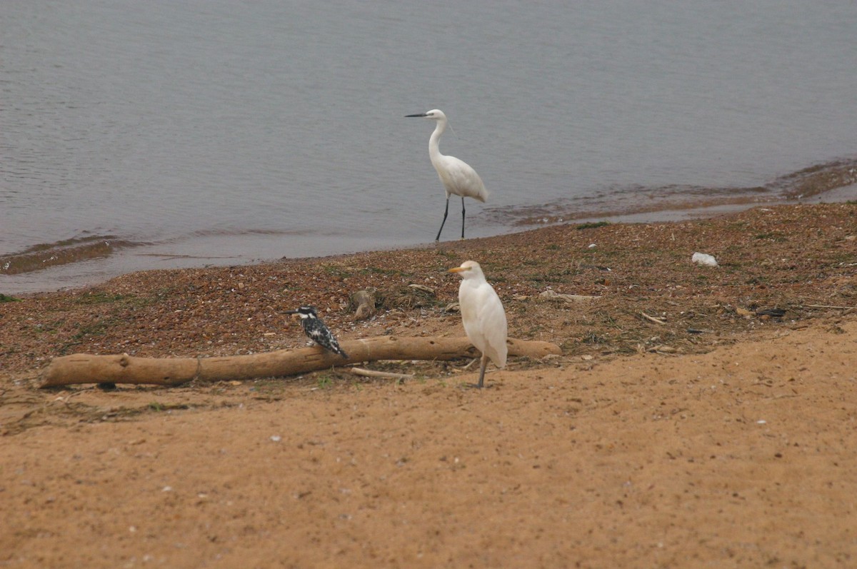 Pied Kingfisher - ML647009847