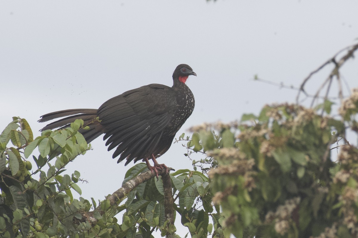 Crested Guan - ML647009848