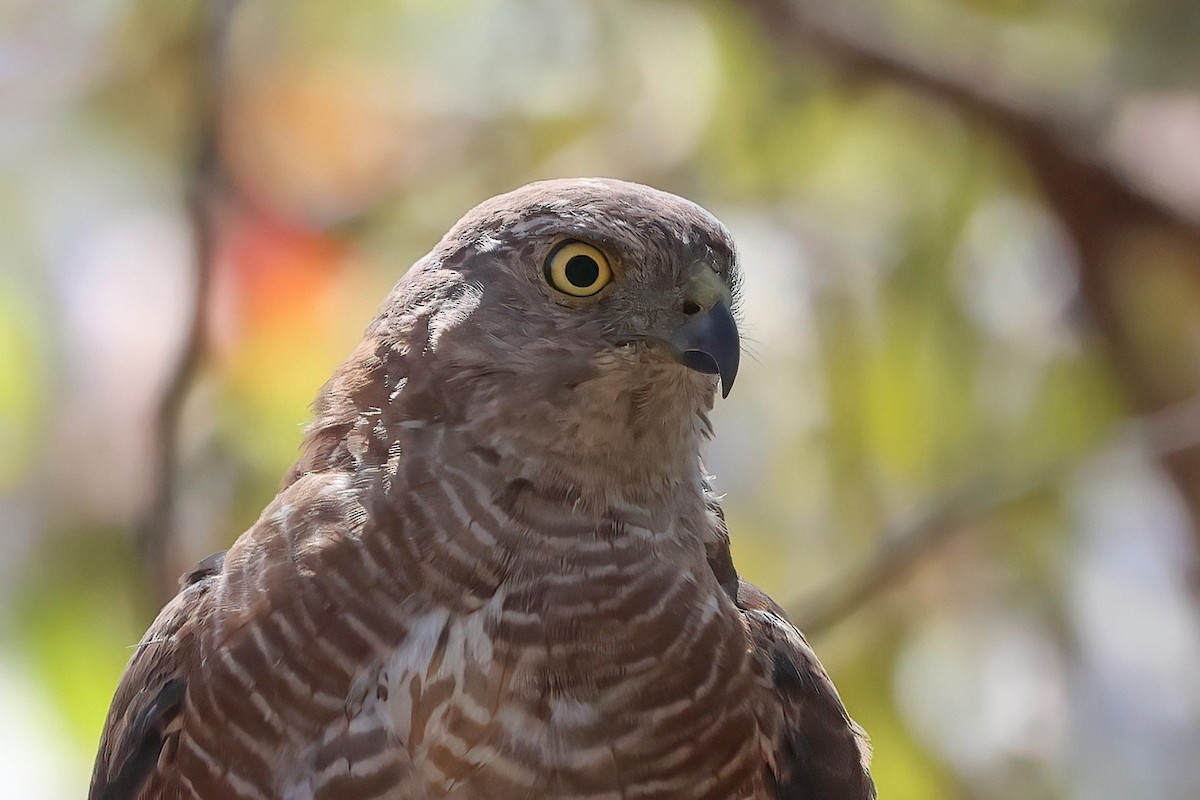 Ошейниковый перепелятник - ML647009850