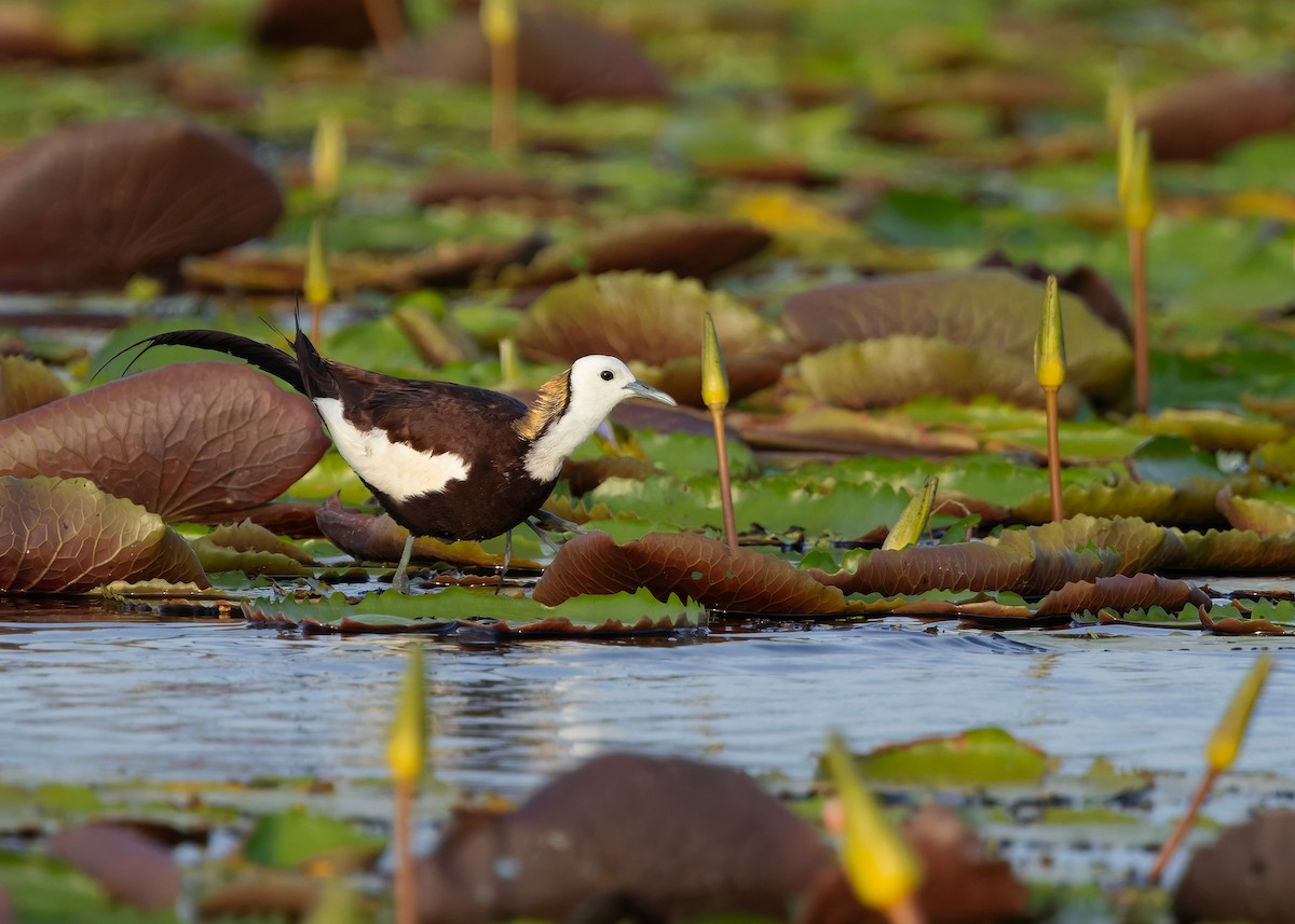 Фазанохвостая якана - ML647009855