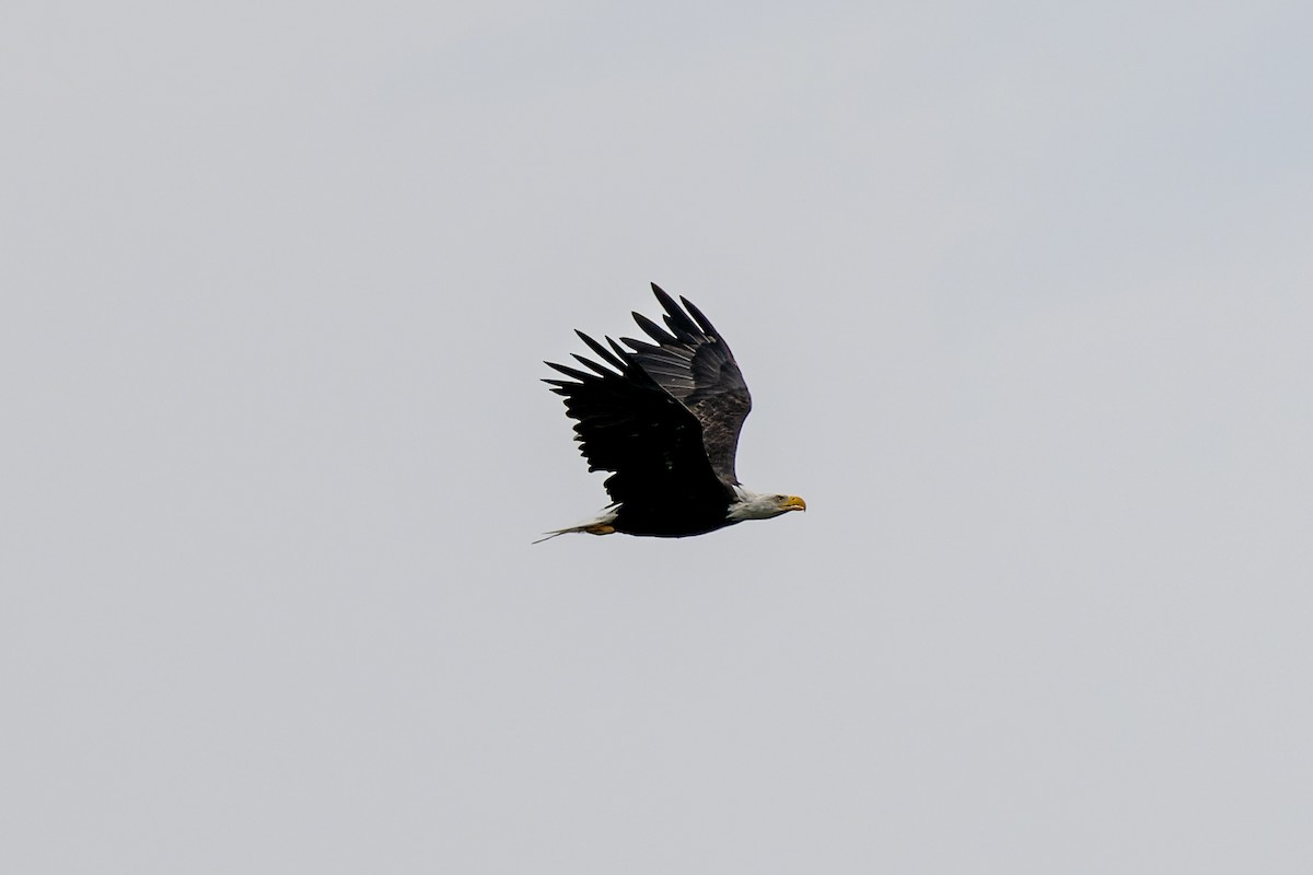 Bald Eagle - ML647009857