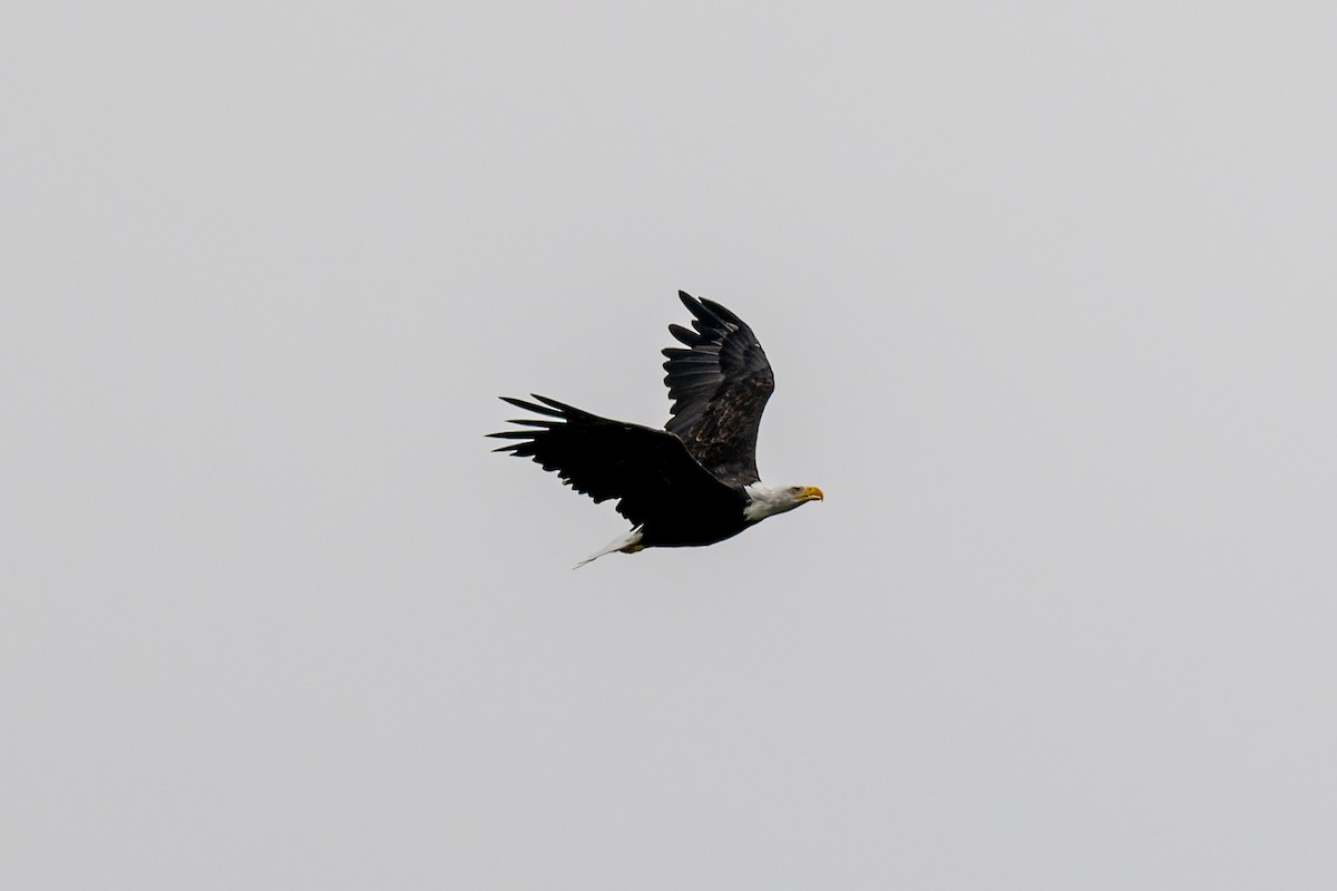 Bald Eagle - ML647009858
