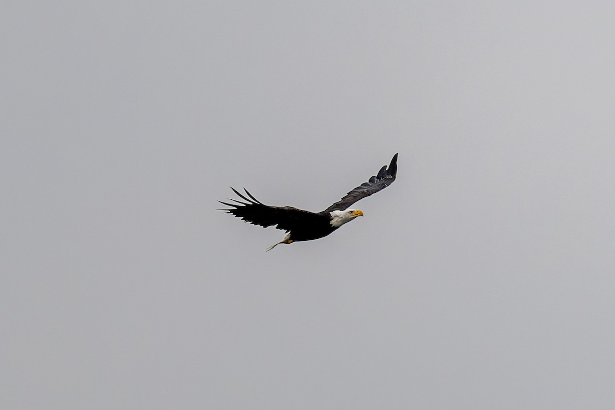 Bald Eagle - ML647009859