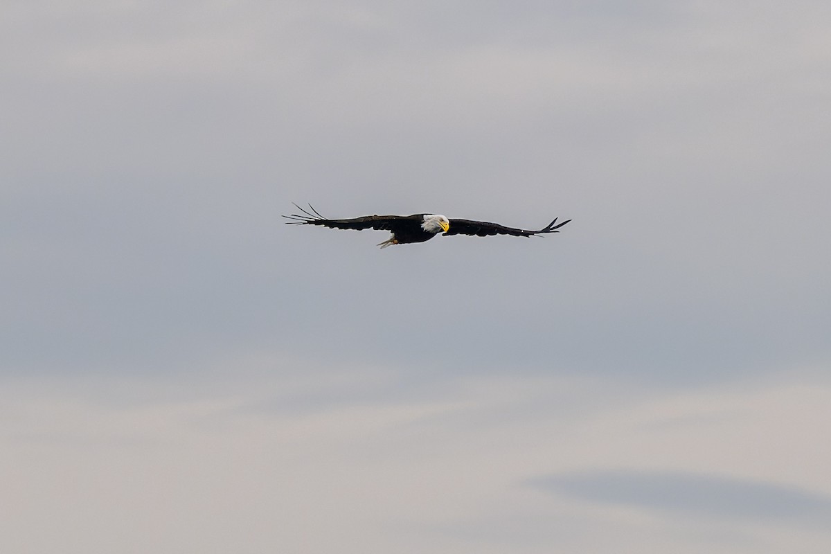 Bald Eagle - ML647009860
