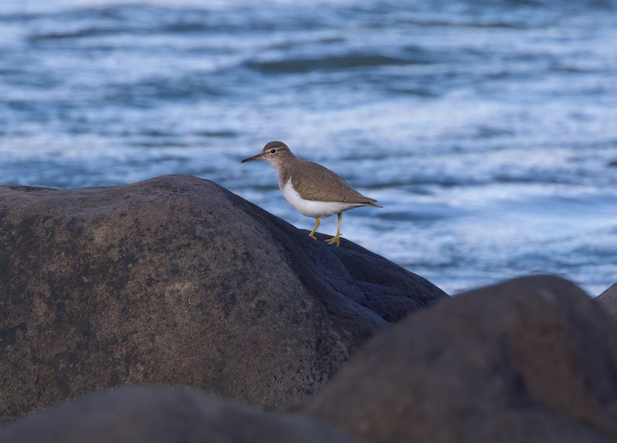 アメリカイソシギ - ML647009865