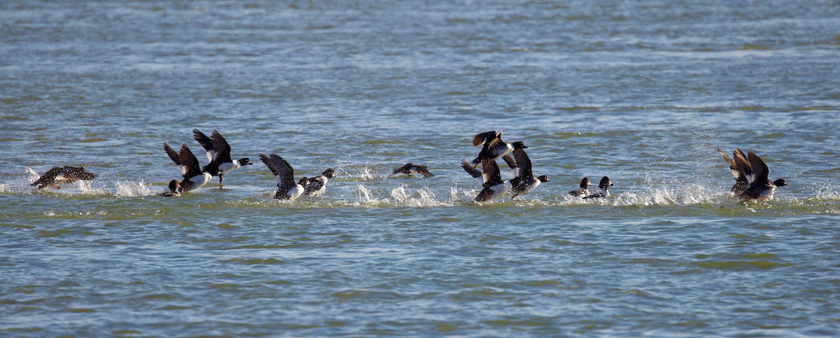 Barrow's Goldeneye - ML647009874