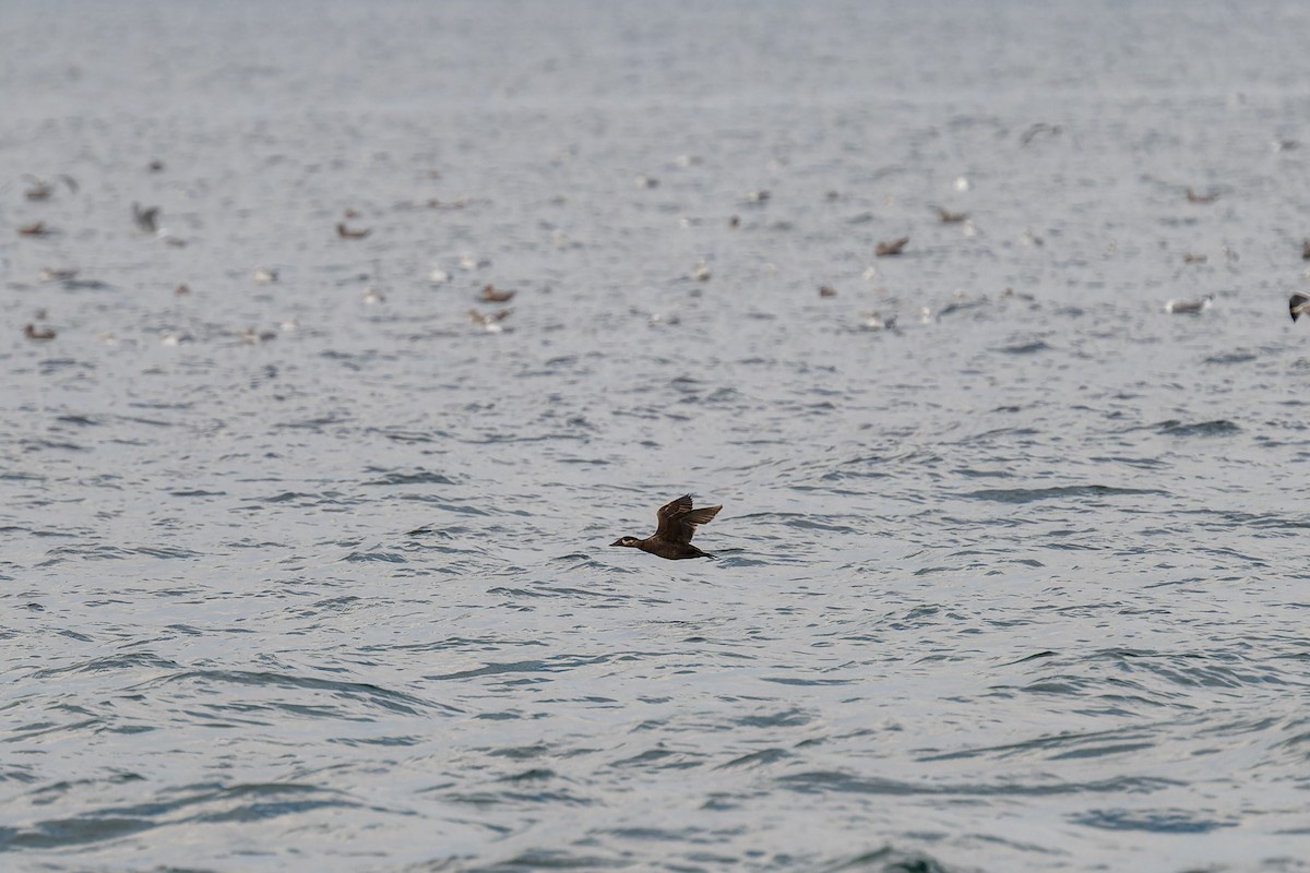 Yamalı Ördek - ML647009881