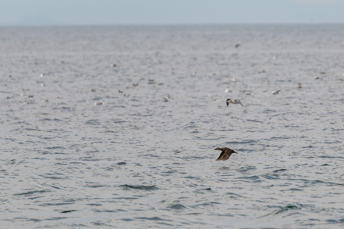 Yamalı Ördek - ML647009882