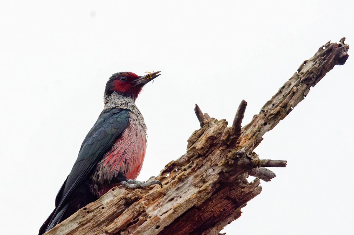 Lewis's Woodpecker - ML647009884