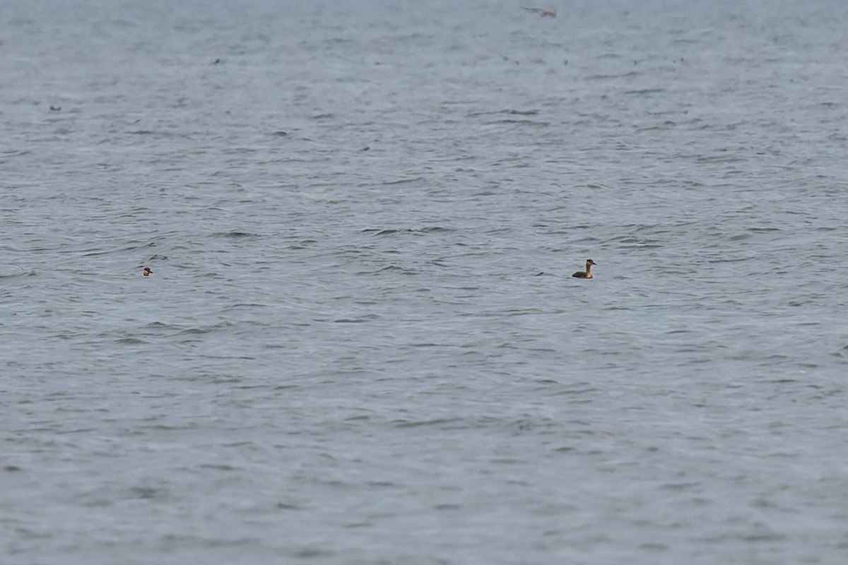 Somormujo Cuellirrojo - ML647009886