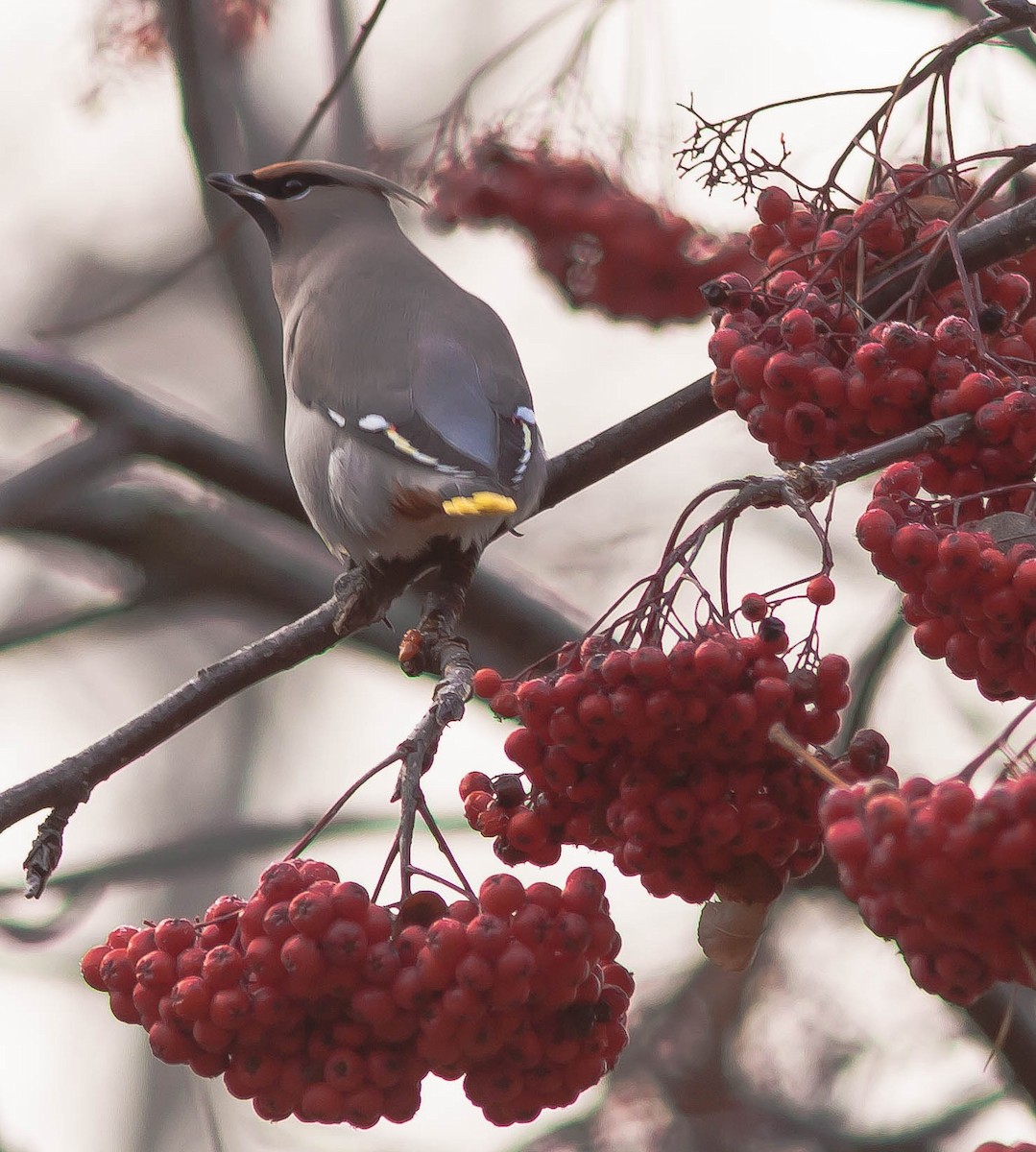 Buztanori boreala - ML647009892