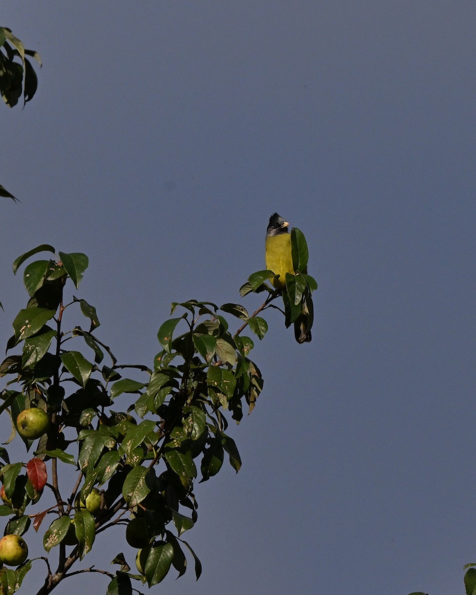 カンムリカヤノボリ - ML647009893