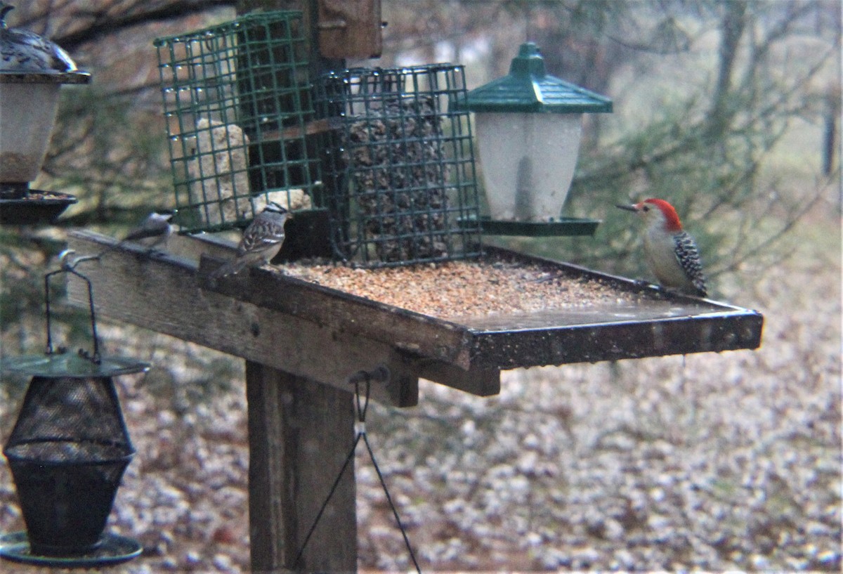 Dachsammer - ML647009894