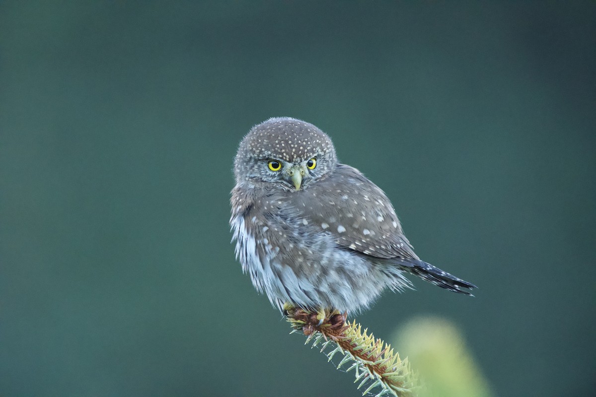 Northern Pygmy-Owl (Pacific) - ML647009895