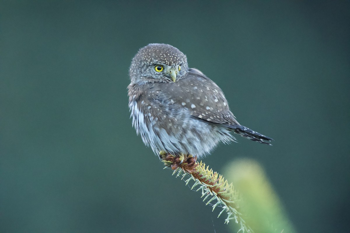 Northern Pygmy-Owl (Pacific) - ML647009899