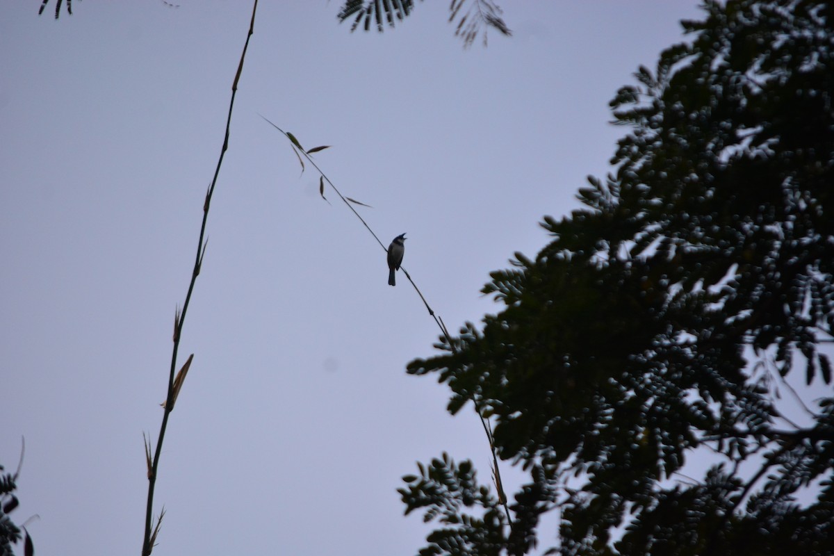 Red-whiskered Bulbul - ML647009900