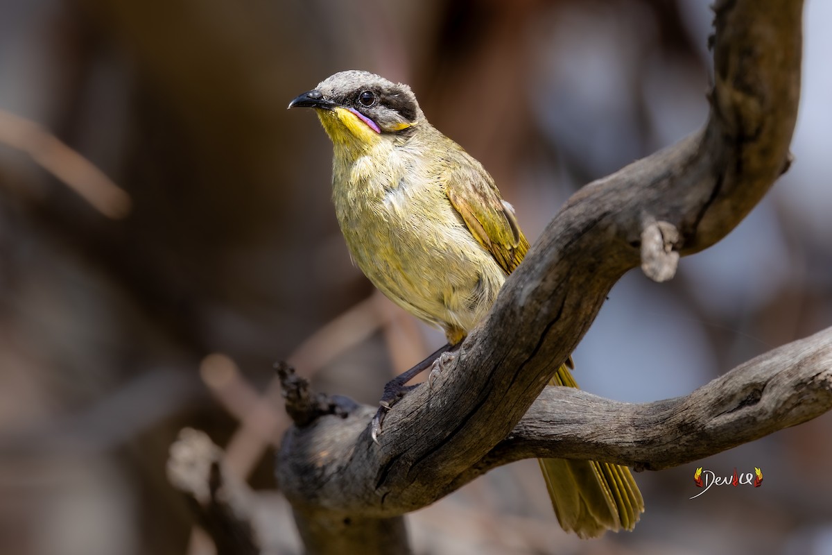 Purple-gaped Honeyeater - ML647009901
