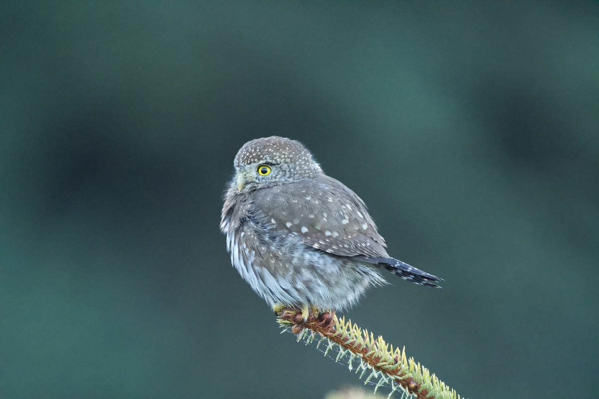 Northern Pygmy-Owl (Pacific) - ML647009904
