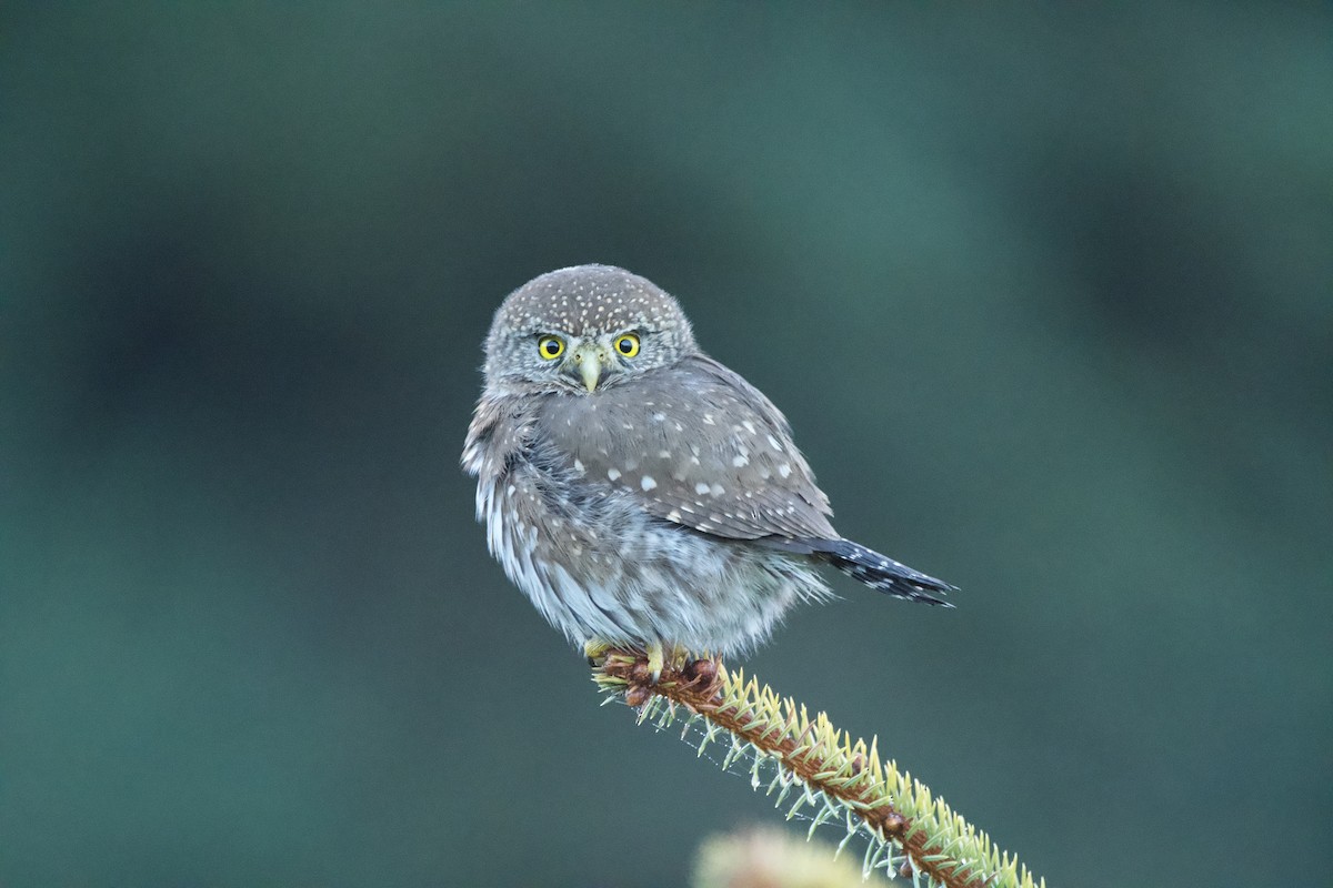 Northern Pygmy-Owl (Pacific) - ML647009908