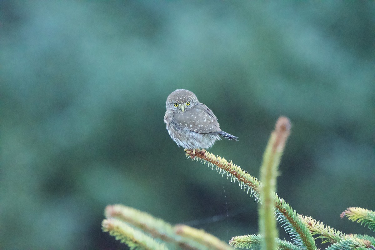 Northern Pygmy-Owl (Pacific) - ML647009910