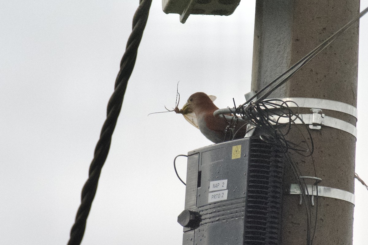 Common Squirrel-Cuckoo (nigricrissa) - ML647009919