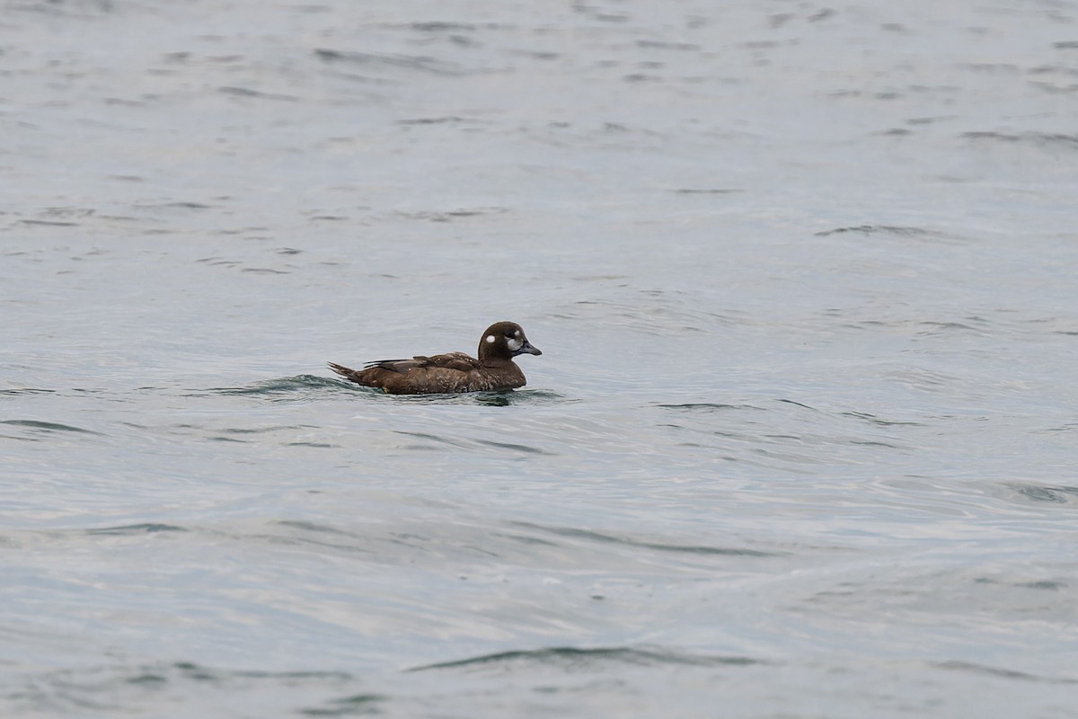 Ahate arlekina - ML647009934