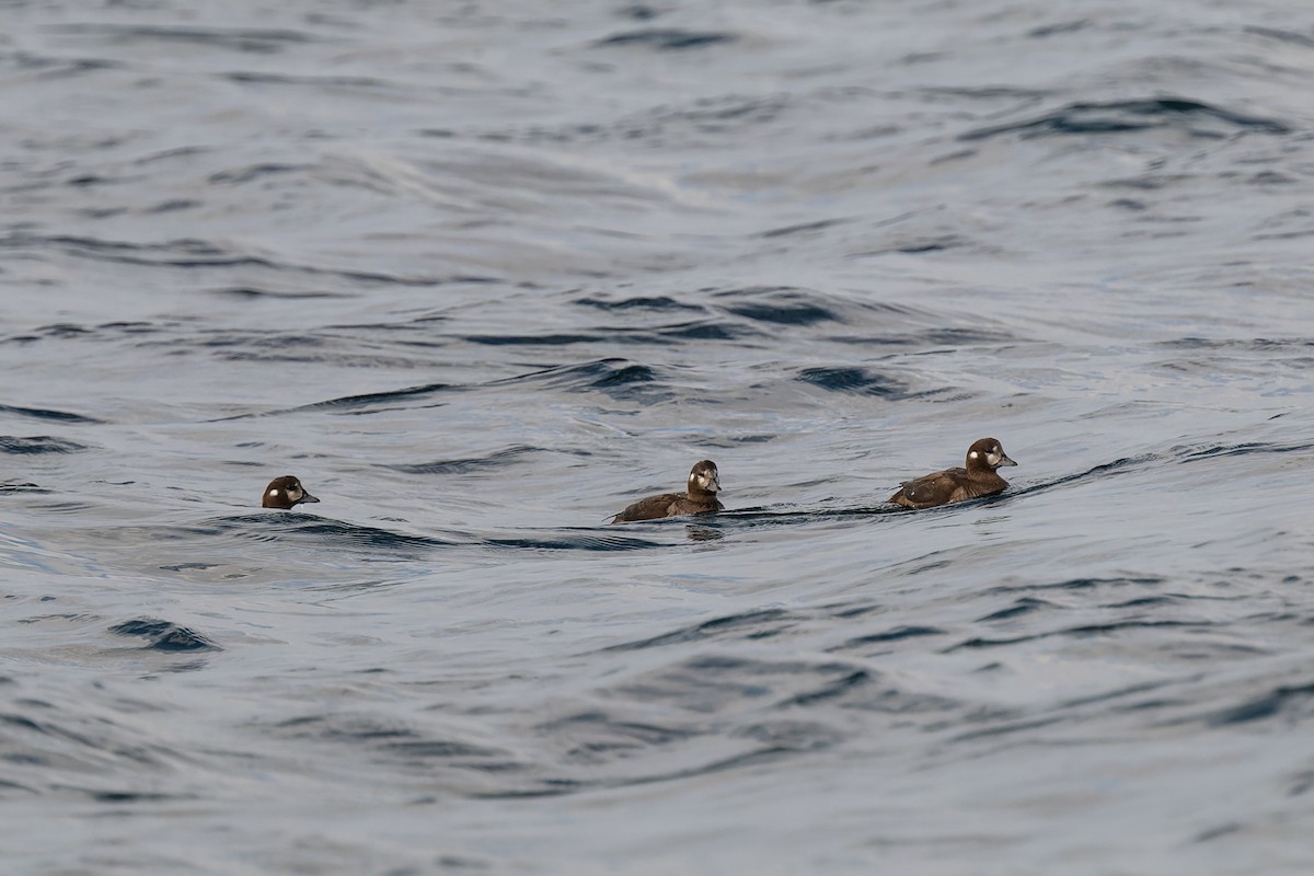 Ahate arlekina - ML647009935