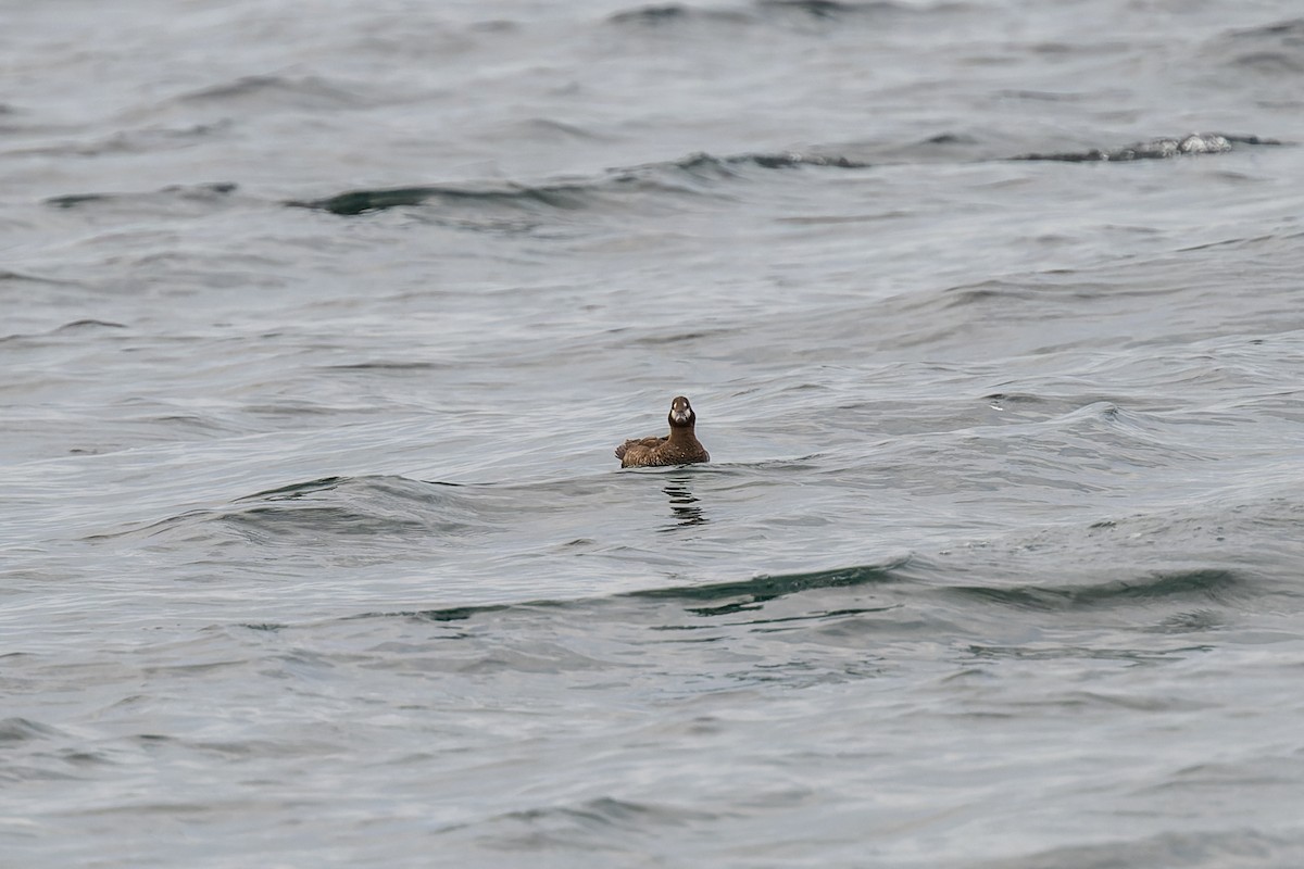 Ahate arlekina - ML647009936