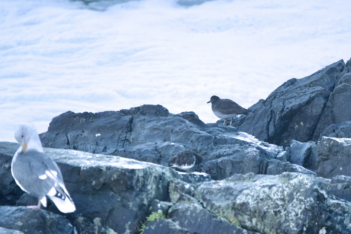 Surfbird - ML647009938