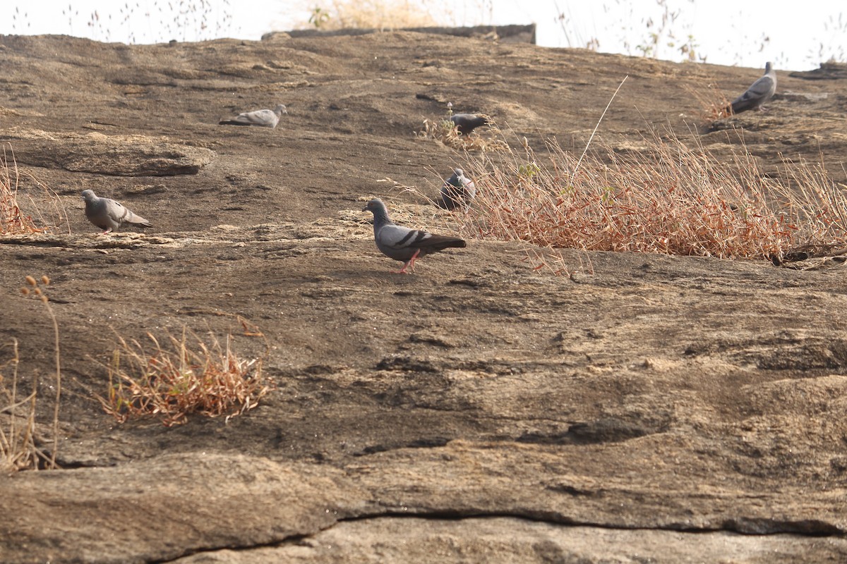יונת בית - ML647009941