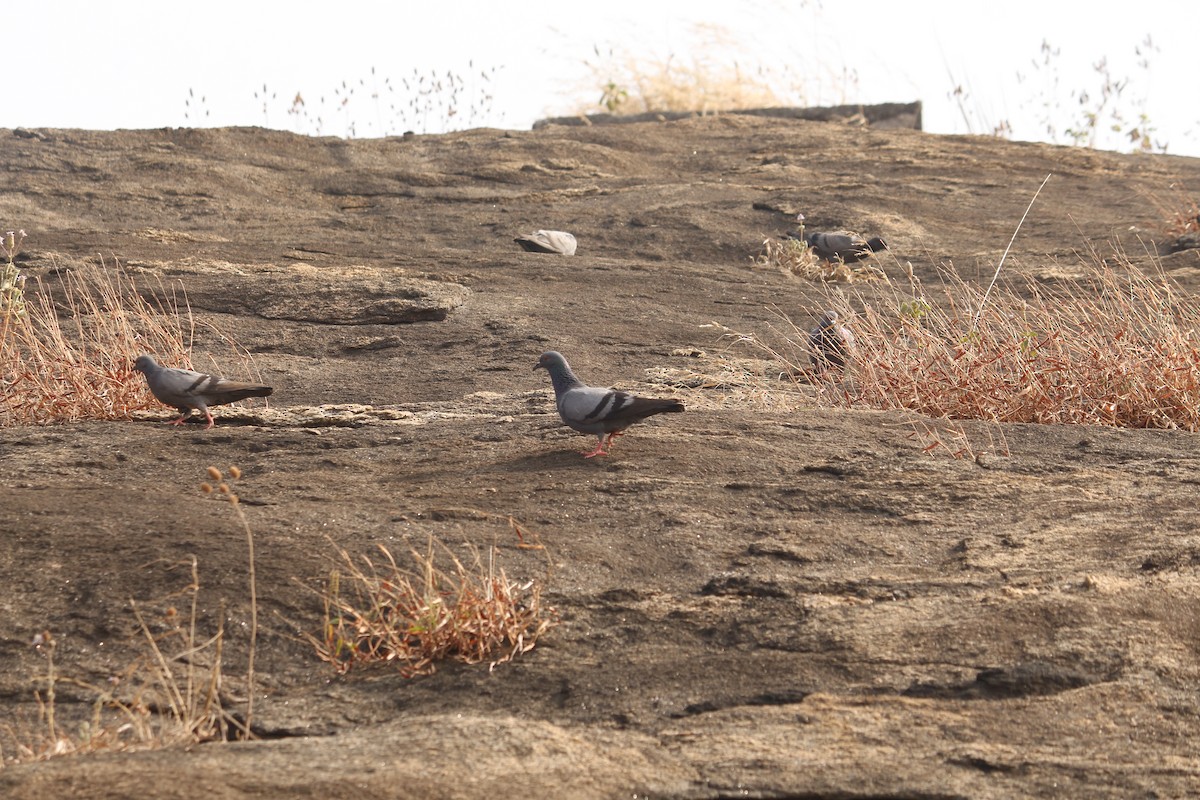 יונת בית - ML647009942