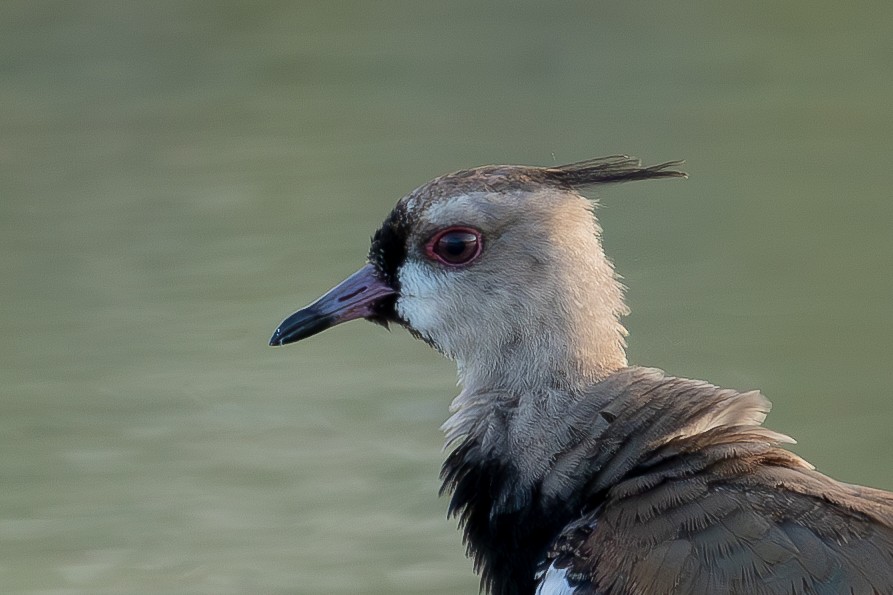 Southern Lapwing - ML647009943