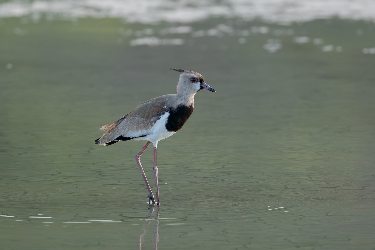 Southern Lapwing - ML647009944