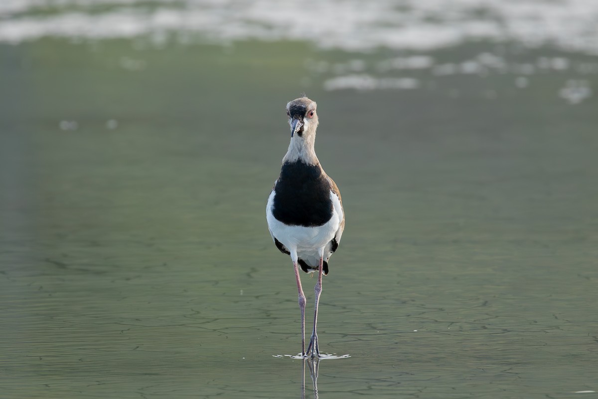 Southern Lapwing - ML647009945