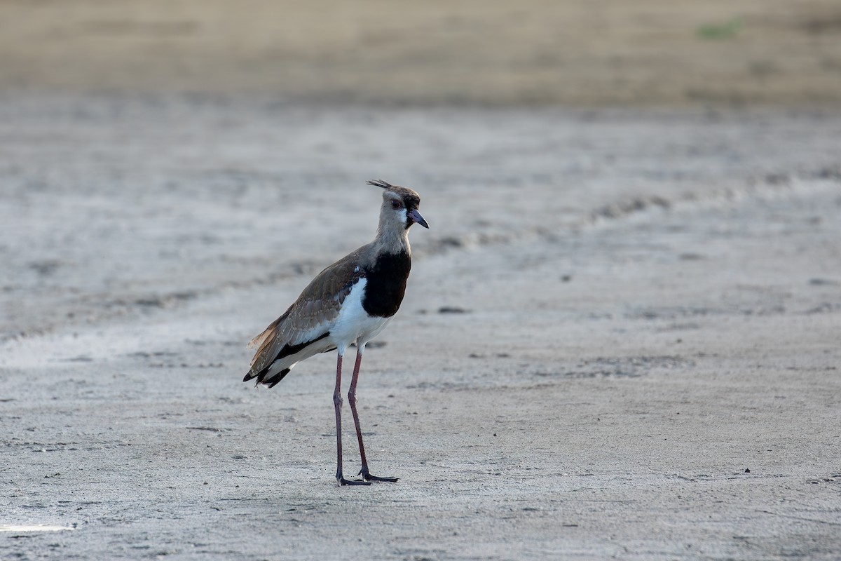 Southern Lapwing - ML647009951