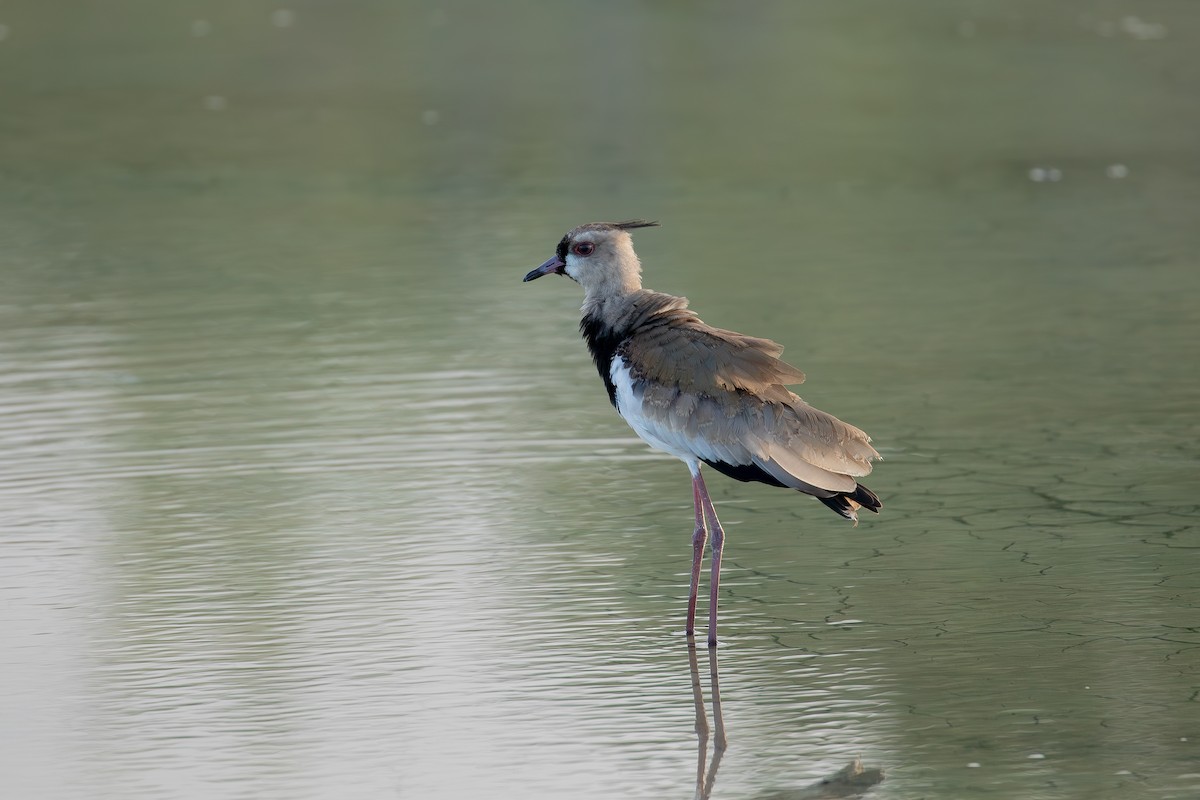 Southern Lapwing - ML647009952