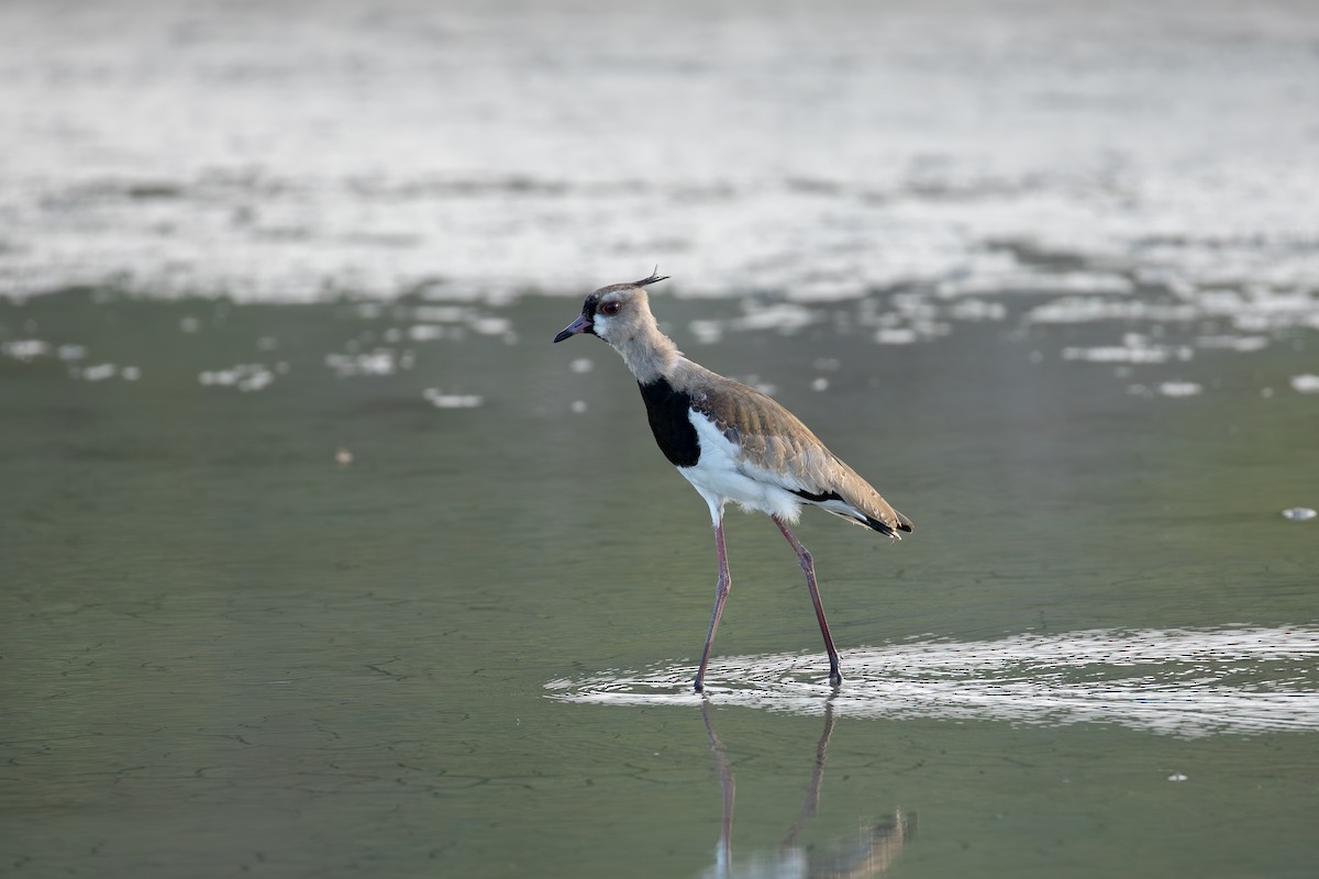 Southern Lapwing - ML647009954