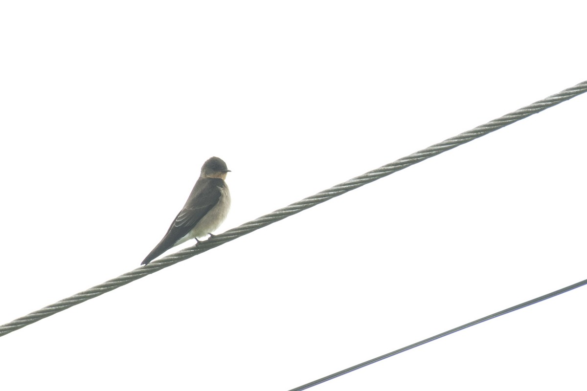 Southern Rough-winged Swallow - ML647009962