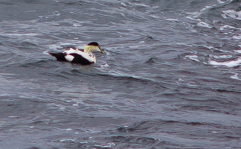 Eider arrunta - ML647009964