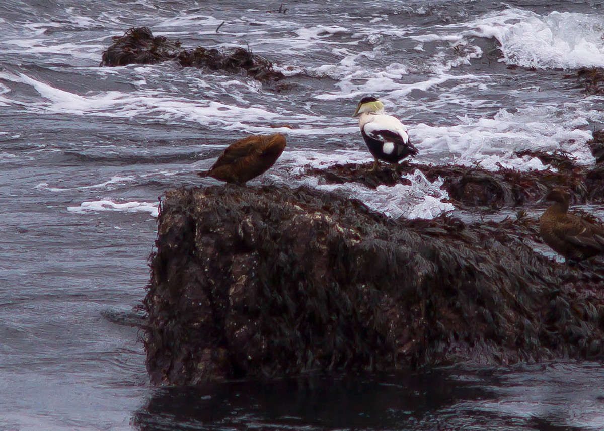 Eider arrunta - ML647009965