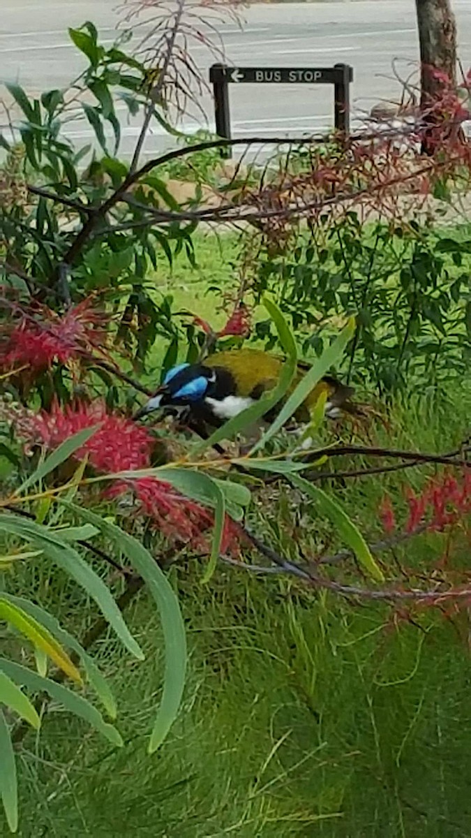 Blauohr-Honigfresser - ML647009966