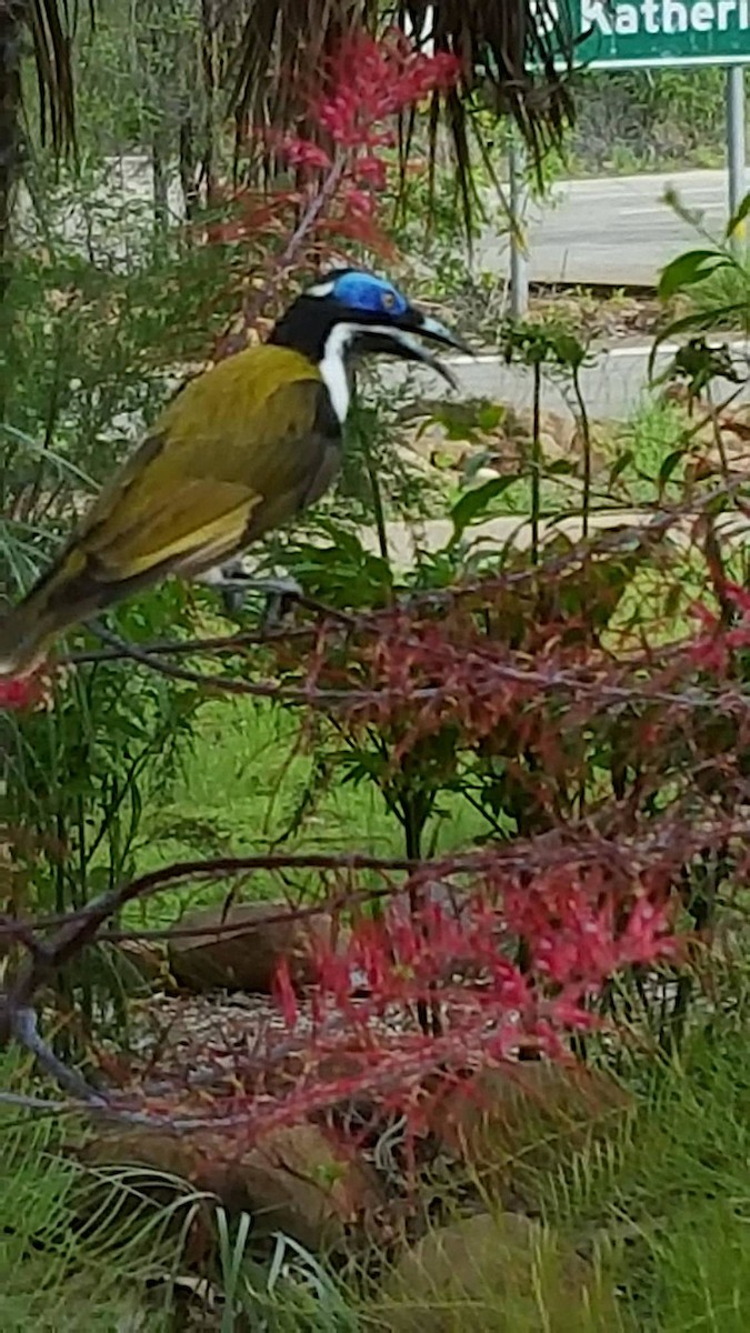 Blauohr-Honigfresser - ML647009967