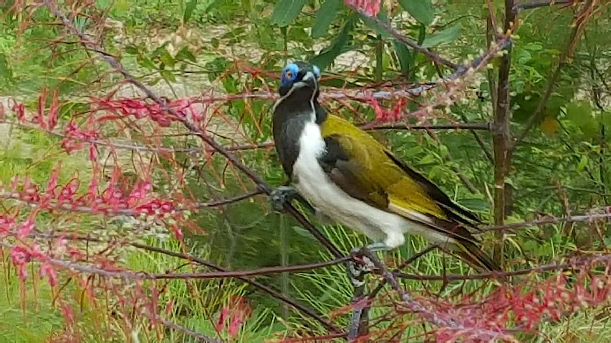 Blauohr-Honigfresser - ML647009968